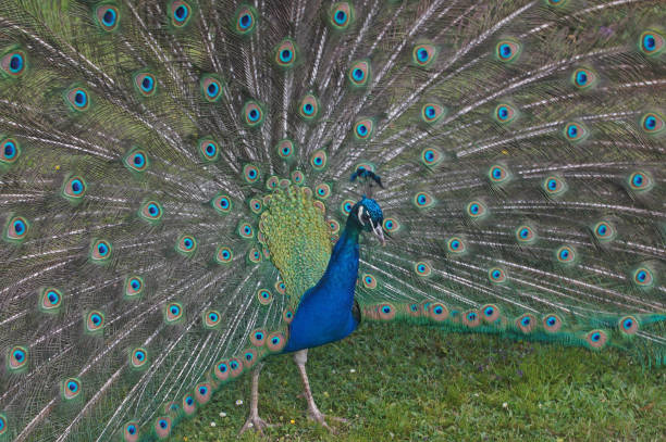 istock The Peacock and his feathers 1252848321