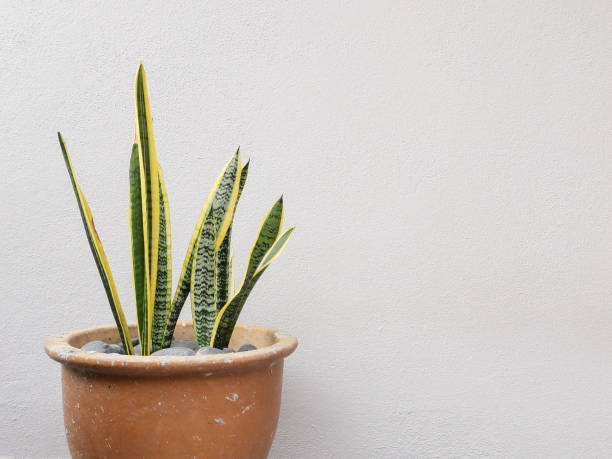 istock Snake plant on big pot with white background 1252849232