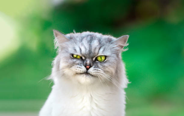 verspielte persische chinchilla kätzchen mit schönen grünen augen. nahaufnahme. - animal fur domestic cat persian cat stock-fotos und bilder