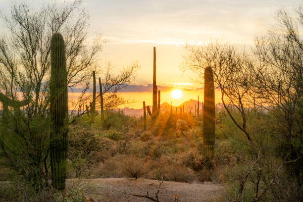 istock Saguaro Cactus in Arizona Desert Wilderness at Sunset 1252850631