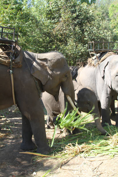 istock A group of Thai elephant, some with saddles, standing together feeding grass 1252850699