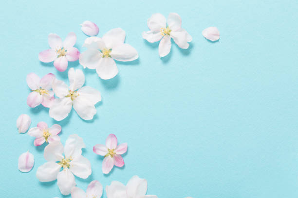 istock apple flowers on blue paper background 1252851389