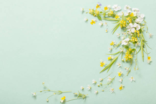 istock wild flowers on paper background 1252851399