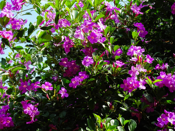 istock Garlic Vine flowers blooimg in a garden 1252851943