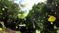 istock group of butterfly flying slow motion 1252852709