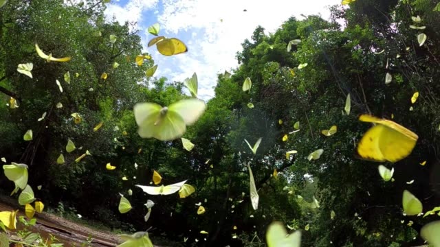 group of butterfly flying slow motion