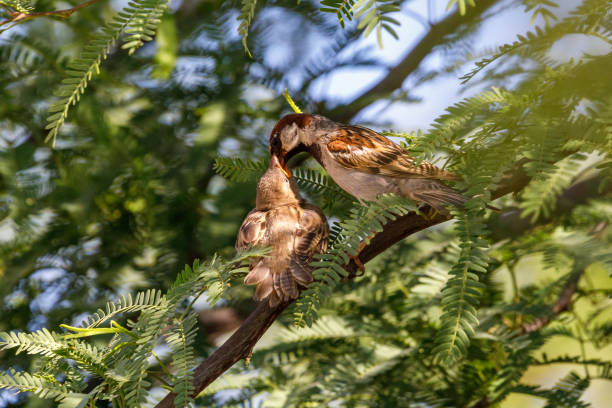 Two budgerigars