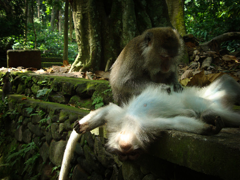 Monkeys cleaning each other in Monkey Forest Sanctuary, Ubud, Bali