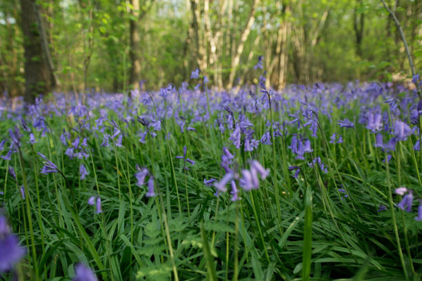istock Blue bell in English wood 1252853544