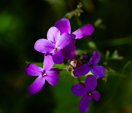 Campanula patula wild flowering plant, beautiful purple spreading bellflowers flowers in bloom on green meadow