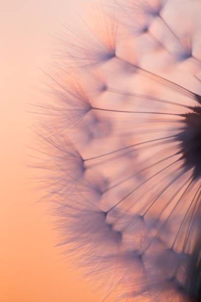 istock Make a Wish - at sunset over a wheat field 1252857449