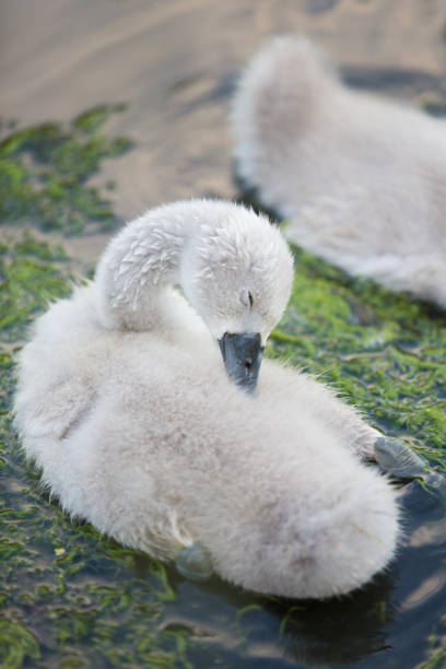 istock Young cygnet preening itself on the river 1252857454