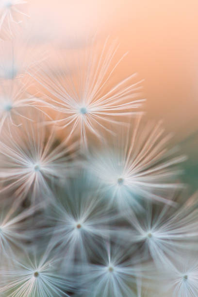 istock Make a Wish - at sunset over a wheat field 1252857493