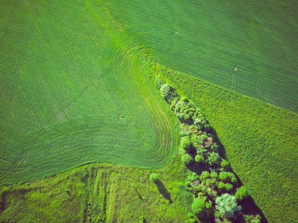 istock Aerial view of green fields with trees 1252858259