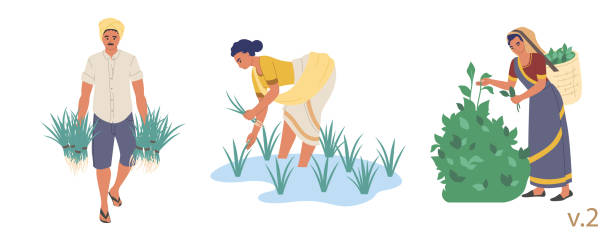 illustrazioni stock, clip art, cartoni animati e icone di tendenza di set di caratteri contadino indiano, illustrazione isolata piatta vettoriale - tea crop picking agriculture women