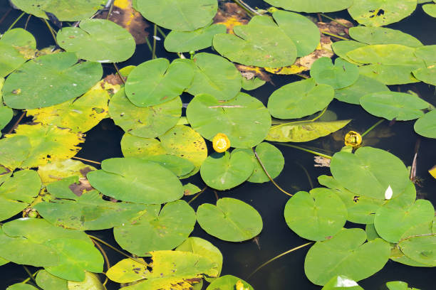 istock water lily leaves on water 1252859260