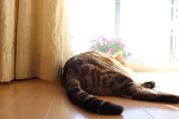 istock A cat that warms comfortably in the sunshine. 1252860767