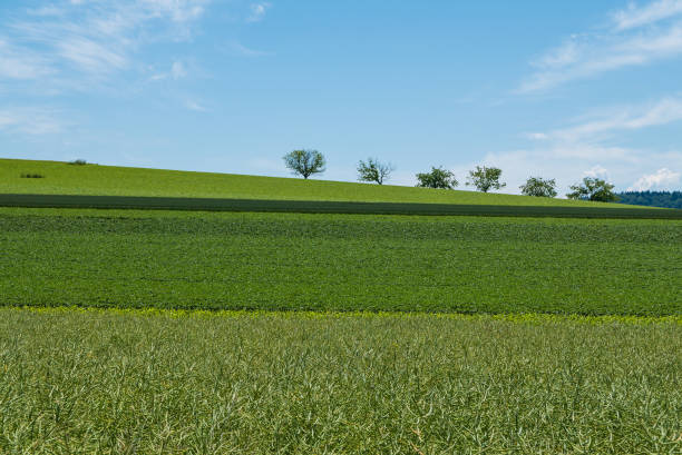 istock summer view of green fields and meadows in a light hilly landscape 1252860881