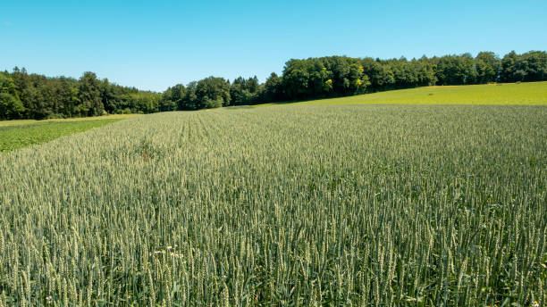 istock summer view of grain field and meadows 1252860922
