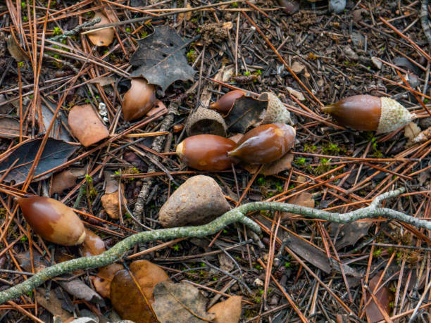 istock Ripe acorns in the floor 1252861481