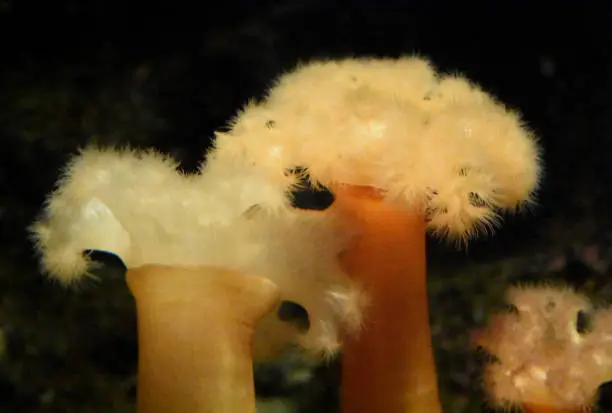 Beautiful group of sea anemones underwater