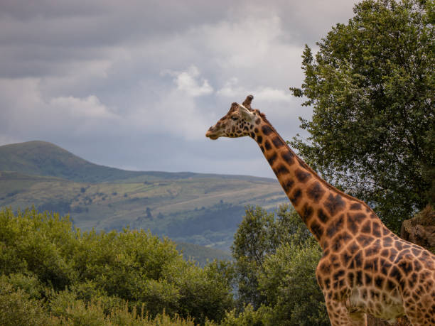 istock Giraffe looking towards the mountains 1252861642