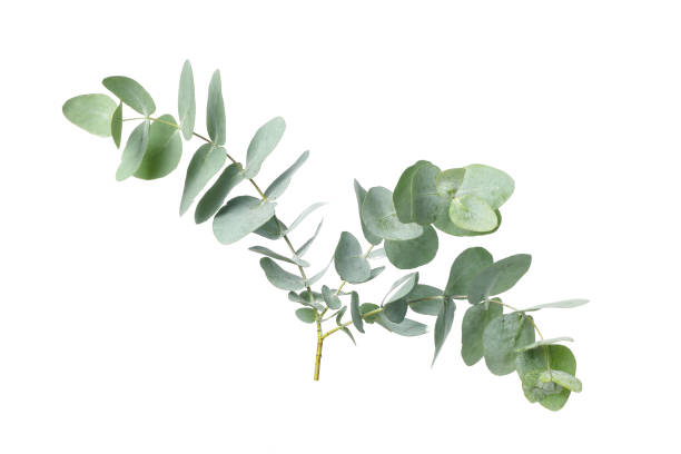 istock Eucalyptus plant branch isolated on white background 1252861788