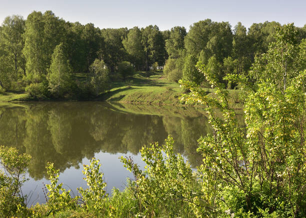 istock Flowering shrub on the lake shore 1252861798