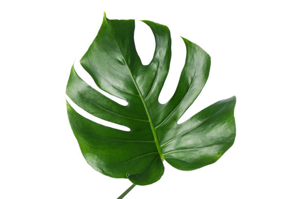 istock Green palm leaf isolated on white background 1252861869