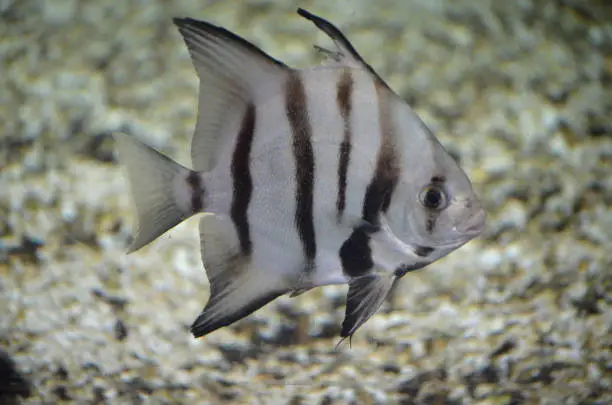 Beautiful striped Atlantic spadefish swimming on the ocean floor.