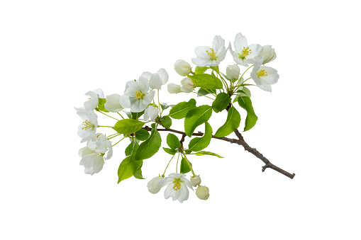 Big branch with white flowers of apple or cherry isolated on white background.