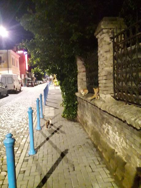 istock Night Street in Burgas, Bulgaria 1252865672