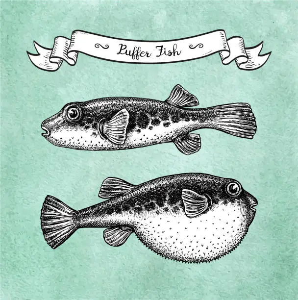 Vector illustration of Ink sketch of fugu fish.