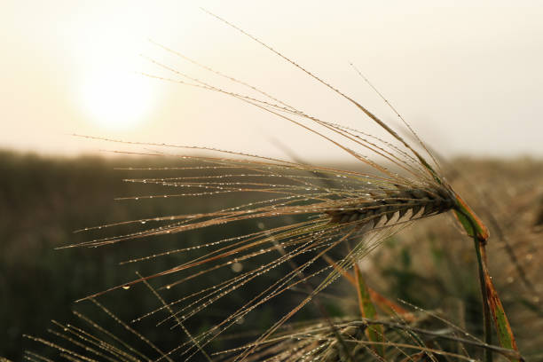 istock Barley field with dew. Beautiful summer morning. Summer nature 1252866413