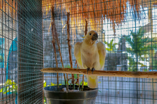 Big white parrot. Cacatua alba the friendly bird. Kakaktua tanimbar or goffin cockatoo cacatua goffiniana bird in cage on top bite the wire. White and yellow cockatoo locked in cage.