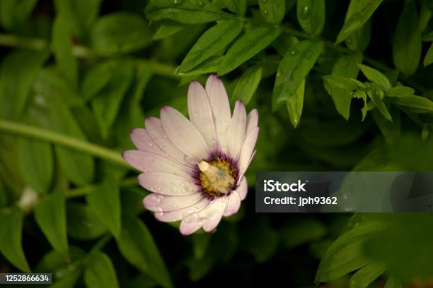 Foto de Margarida Como Flor De Osteospermum e mais fotos de stock de Angiospermae - Angiospermae, Beleza, Beleza natural - Natureza