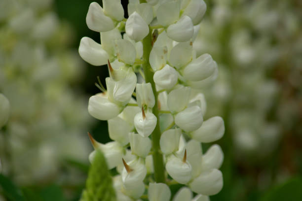 istock Cluster of white lupin flowers 1252867441