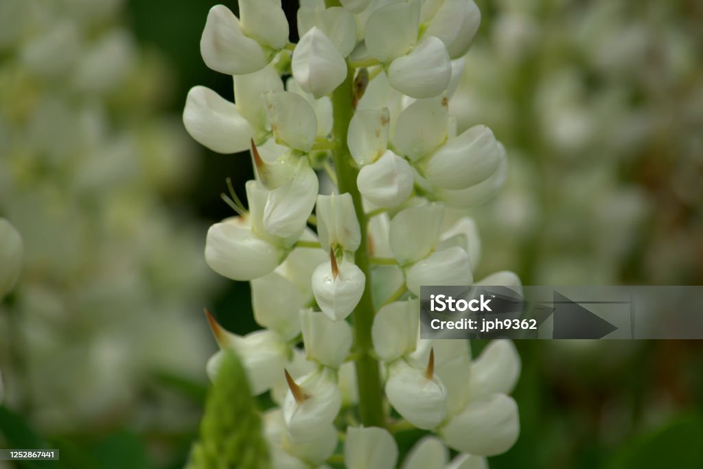 Aglomerado de flores de lupina branca - Foto de stock de Beleza royalty-free