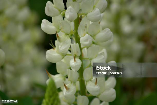 Foto de Aglomerado De Flores De Lupina Branca e mais fotos de stock de Beleza - Beleza, Botânica - Assunto, Brilhante - Luminosidade