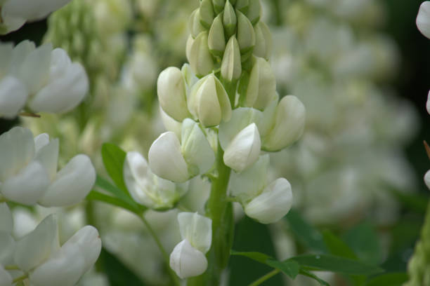 istock Cluster of white lupin flowers 1252867470
