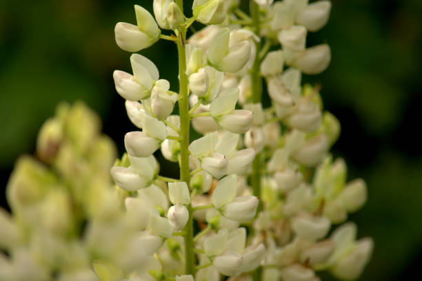 istock Cluster of white lupin flowers 1252867494