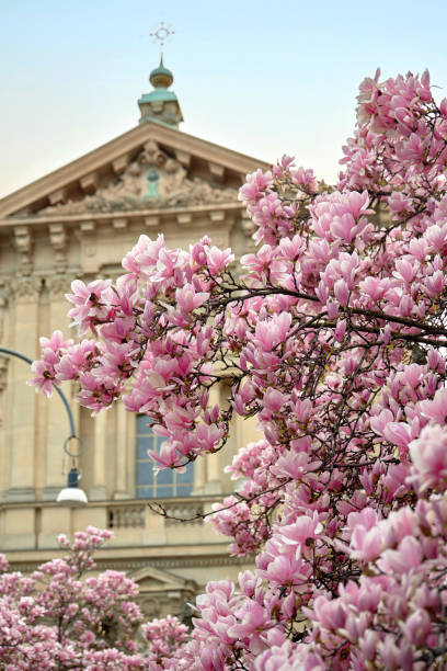 istock Beautiful historic building. Tall flowering pink magnolia tree. 1252867565