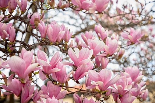 Magnolia flower blossom at early spring time