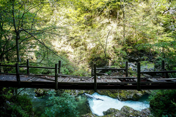 istock bridge in the forest, digital photo picture as a background 1252868637