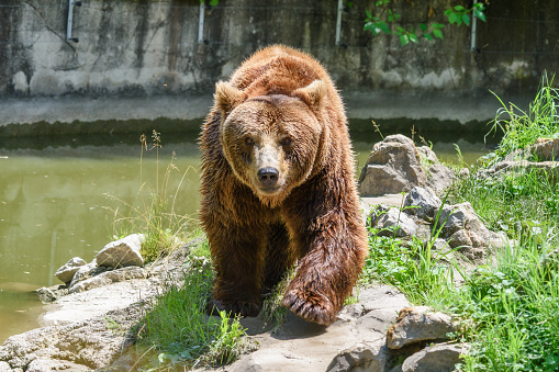Big brown bear in the zoo.
