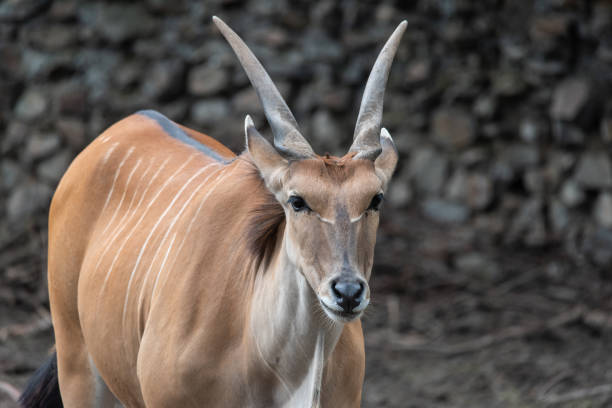 l’eland commun (taurotragus oryx) est la plus grande des espèces d’antilopes africaines. - éland du cap photos et images de collection