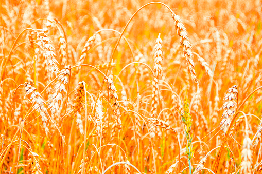 Blurred background. field. spikelets of wheat on a background summer landscape