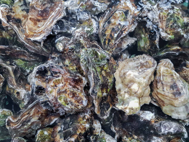 istock Closed oysters in boiling water. Natural background. Selective focus 1252872059