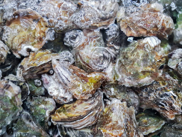 istock Closed oysters in boiling water. Natural background. Selective focus 1252872087
