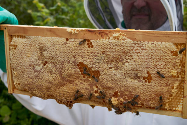 istock Beekeeper inspecting a frame of honey from hive 1252872308